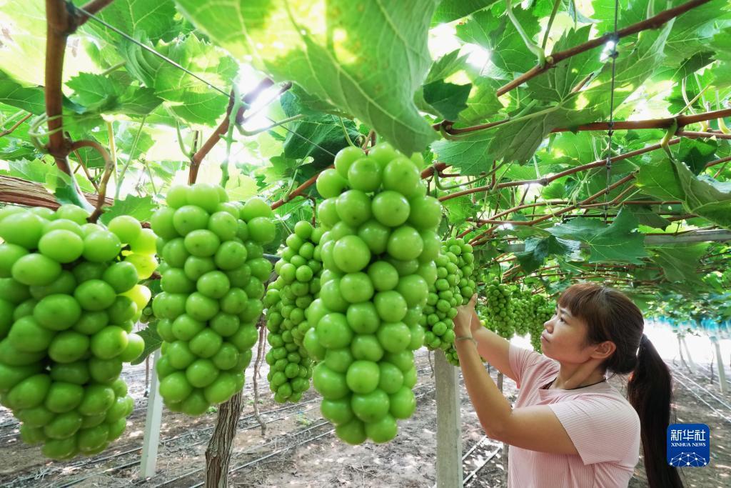 大富大贵棋牌
